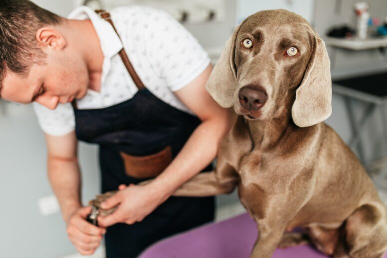 How to Trim Labradors Nails Groom House