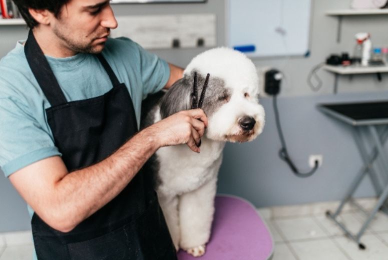 How to Groom a Dog Step by Step Guide