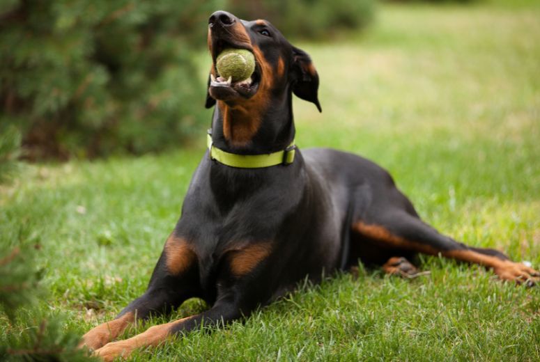Doberman Pinscher Grooming (StepbyStep Guide)
