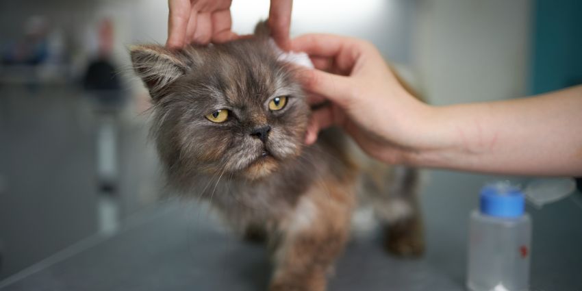 How to Clean Cat Ears at Home