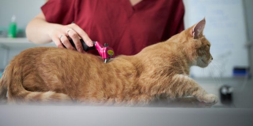 How To Keep Maine Coon Cats from Matting? (According to Vets) 