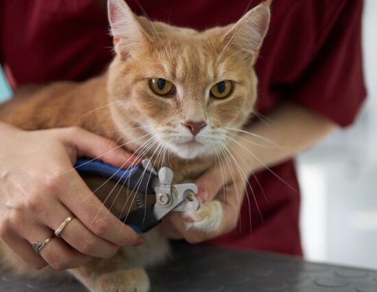 Why Do Cats Scratch Furniture and Carpets