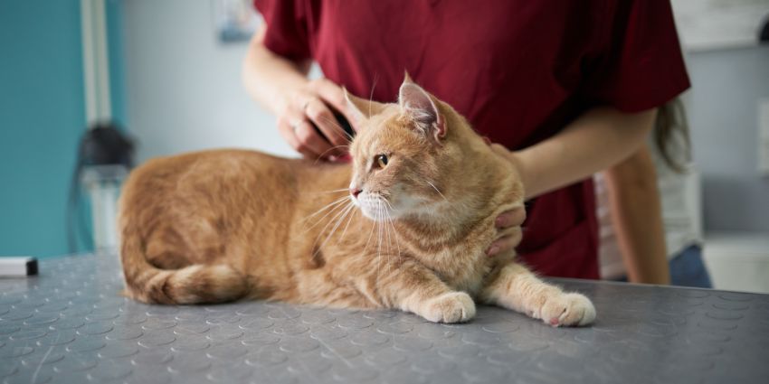 How to Keep Your Cat Healthy: Care Tips for Feline Well-being