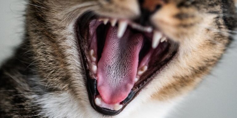 Beautiful view of Reasons Your Cat Meows At Night