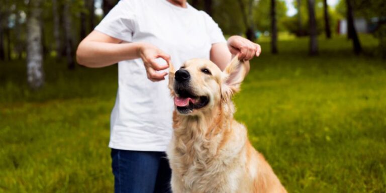 Caring for Your Senior Golden Retriever: Complete Guide to Their Golden ...
