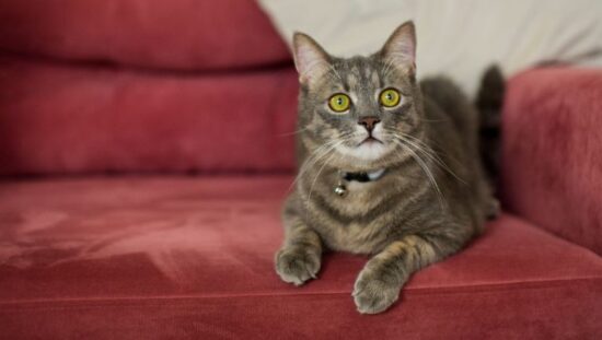 Best Furniture Fabric for Cats
