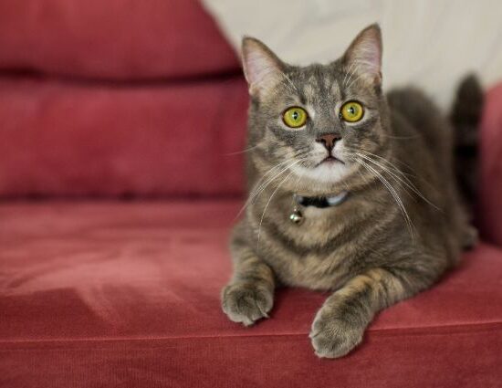 Best Furniture Fabric for Cats