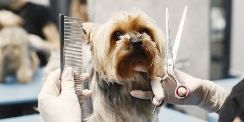 how to take care of a dog for beginners