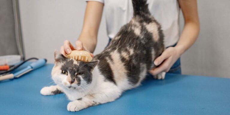 How to Groom a Short-Haired Cat: Essential Tips for a Healthy Coat