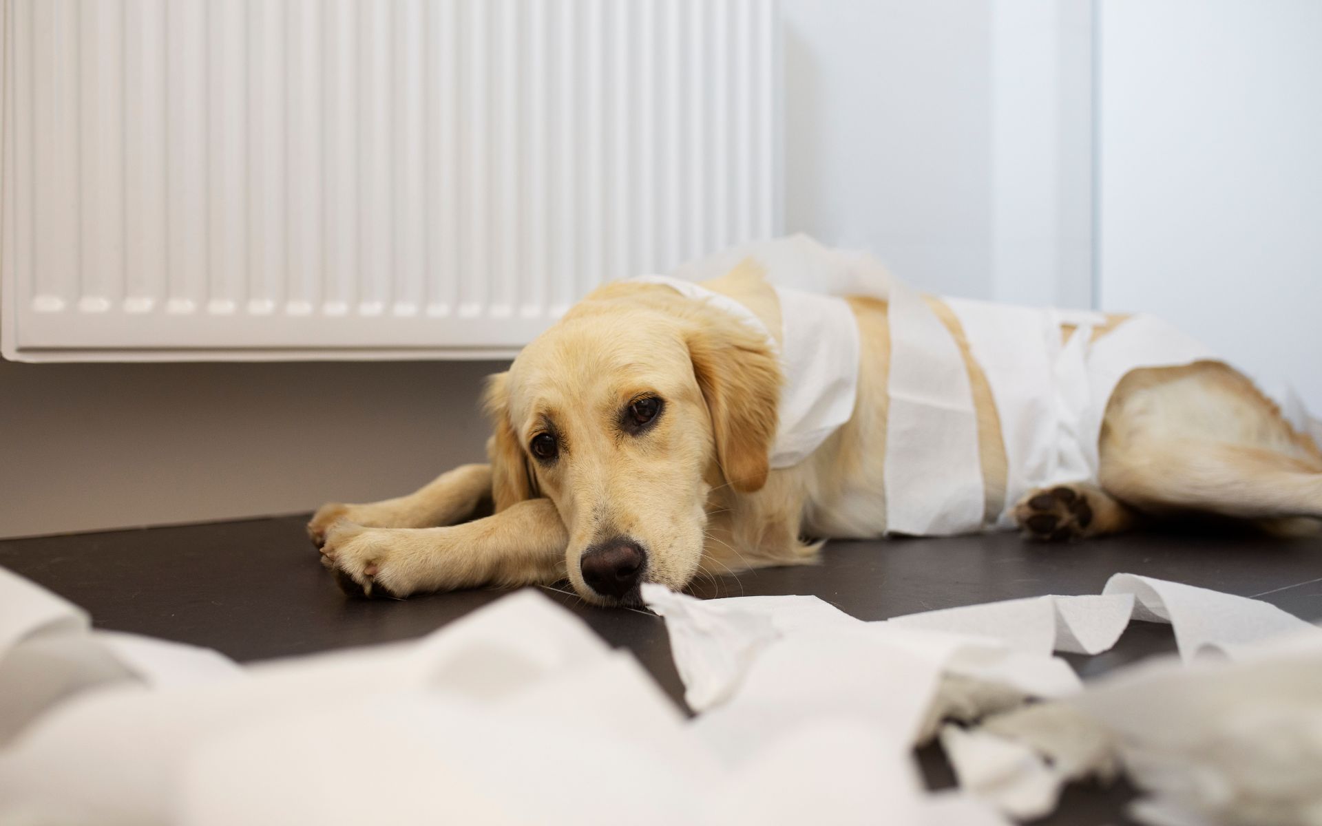 Types of Parasites in Dogs
