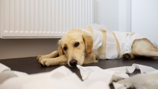 parasites in dogs