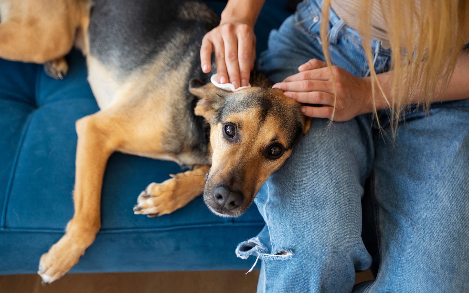 Image showcasing Yeast Infection in Dogs: Symptoms and Effective Treatments