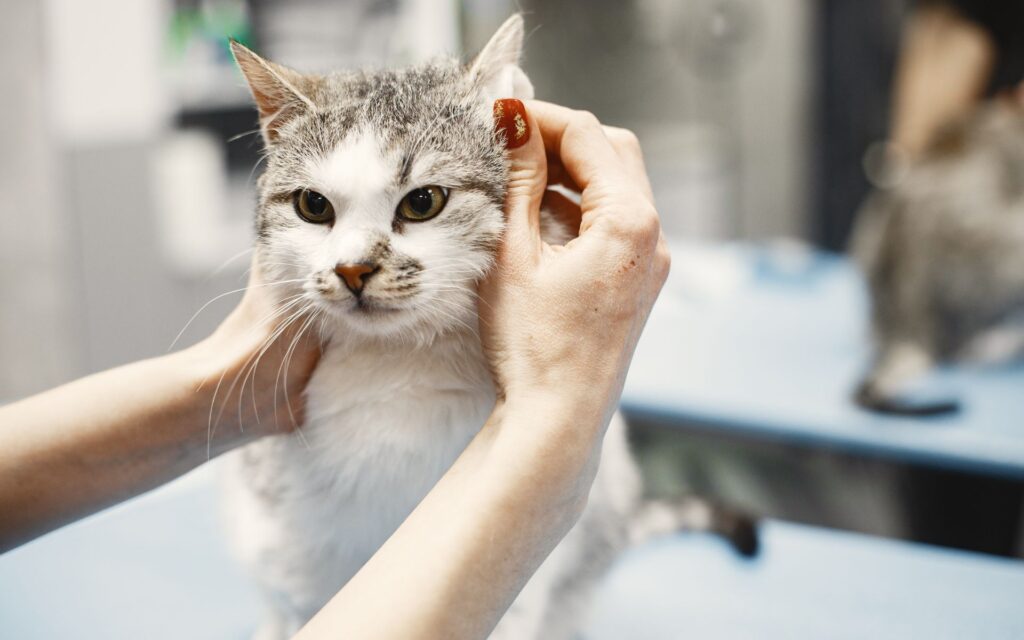 cat eye infection