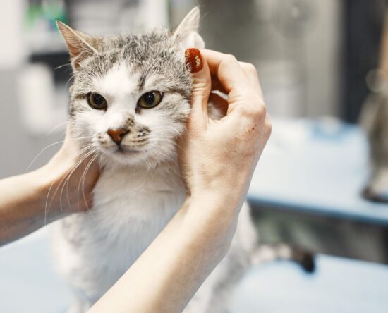 cat-eye-infection