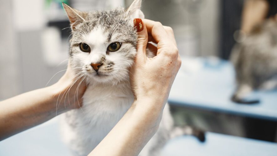 cat-eye-infection