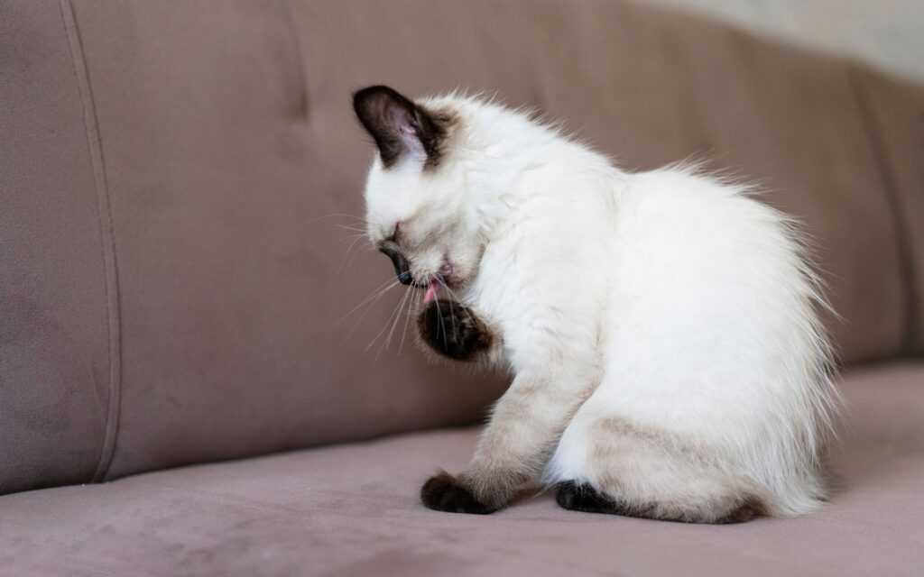 cat hairballs