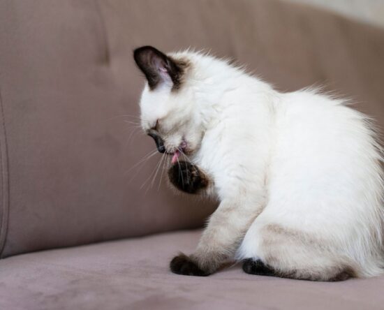 cat hairballs