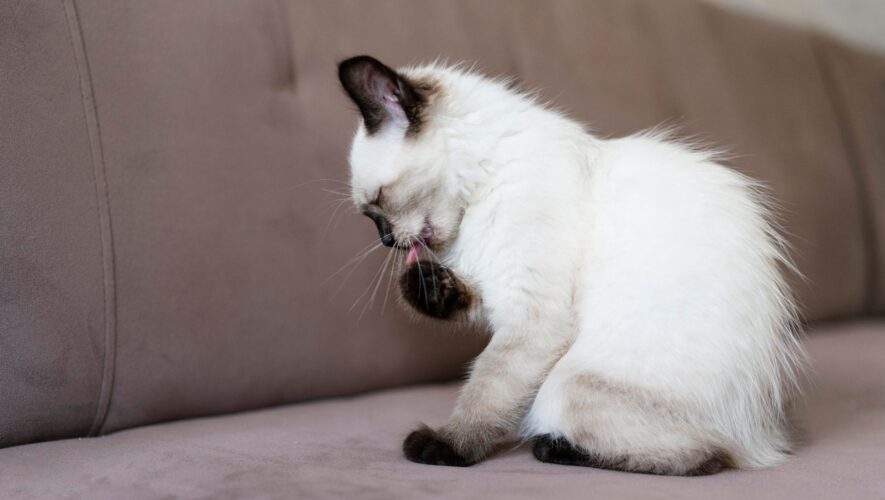 cat hairballs