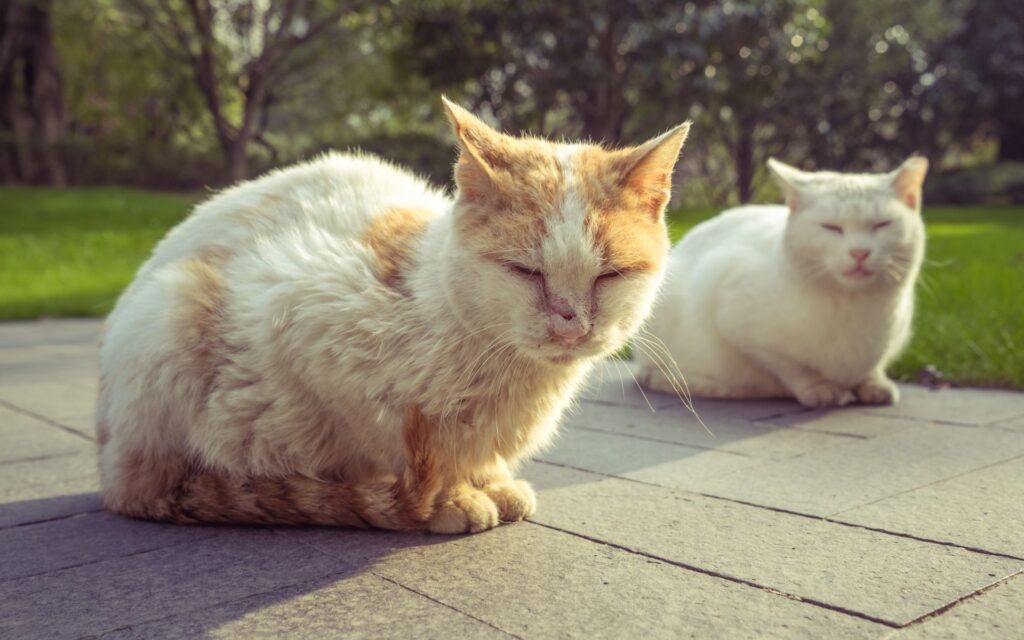 mange in cats