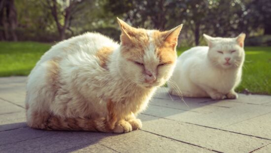 mange in cats