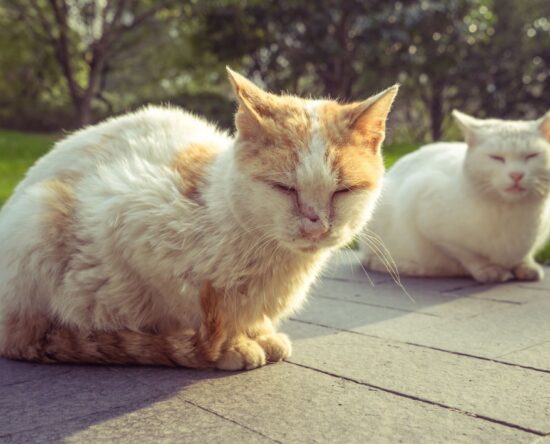 mange in cats