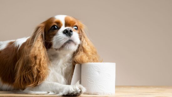 Parasites in Dogs Poop