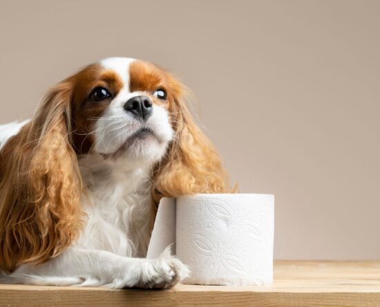 Parasites in Dogs Poop